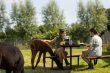 High Tea tussen de alpaca´s - HighTea.nl