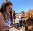 High Tea tussen de alpaca´s - HighTea.nl
