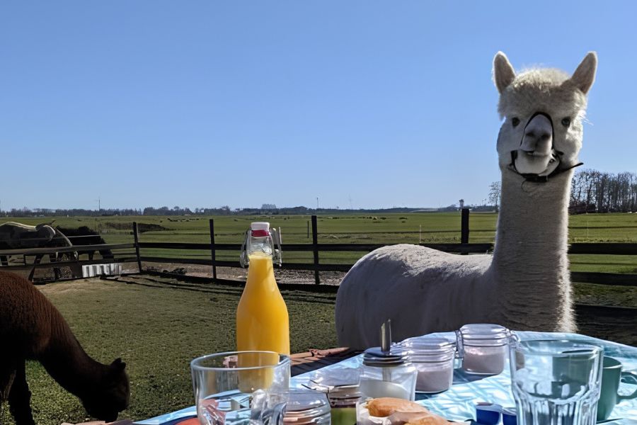 high tea met alpacas